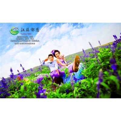 遼寧省撫順市花海項目策劃效果專業(yè)花海