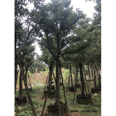 武漢市農戶自己種植的香樟價格優異成活率高