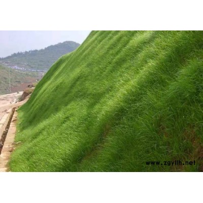 草坪草種草籽批發