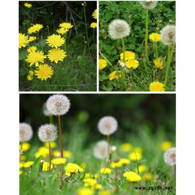 蒲公英花種批發