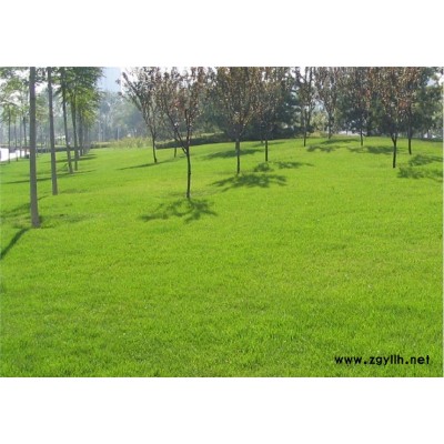 冬天綠化覆綠可以種植什么草種草籽?