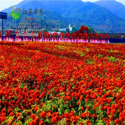 新鄉(xiāng)市花海項目規(guī)劃指導(dǎo)施工專業(yè)花海