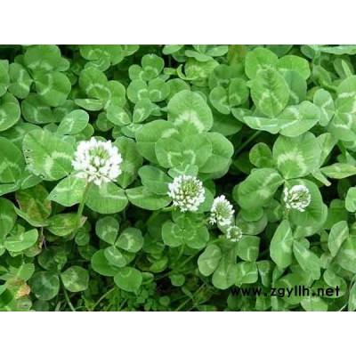 白三葉種植注意事項