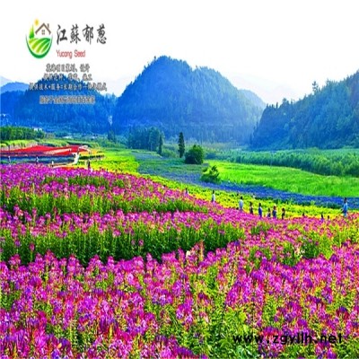 山西省晉中市春季花海策劃效果免費(fèi)設(shè)計