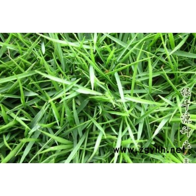 狗牙根草籽草種是不是一年四季都可以播種？