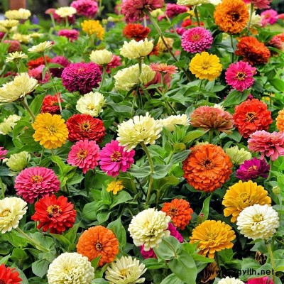 南寧花種供應商批發