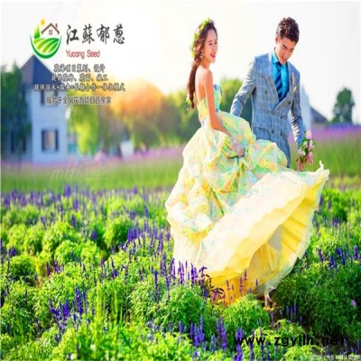 棗莊市春季花海策劃效果免費(fèi)設(shè)計