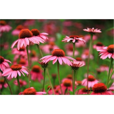 紫松果菊花種批發