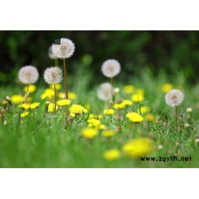 廣西南寧綠化蒲公英美化環境花卉花種