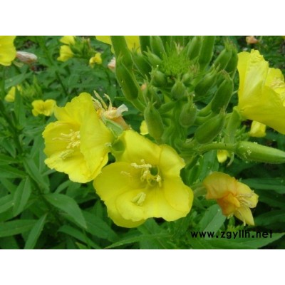 廣西桂林綠化月見草景區公園花種