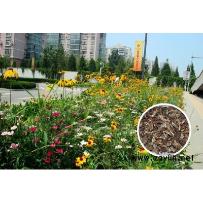 廣西綠化美化野花組合供應商批發