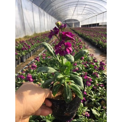 蘭溪市今日批發的紫羅蘭價格多少哪里有賣