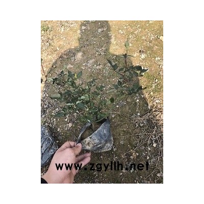 目前銷量高價格優異的豐花月季開封市哪里有供應