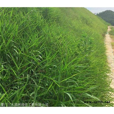 在杭州豬屎豆種子幾月播種最好？