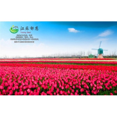 河北省廊坊市春季花海設(shè)計公司專業(yè)花海