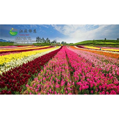 小葉欖仁種子-高桿波斯菊種子種植技術(shù)方法-免費試鐘