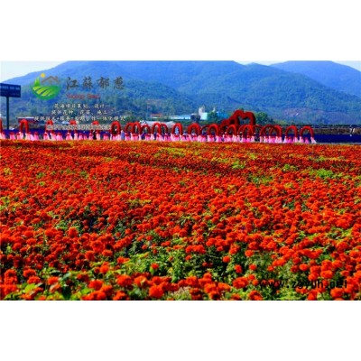 紅花種子價格...認證企業