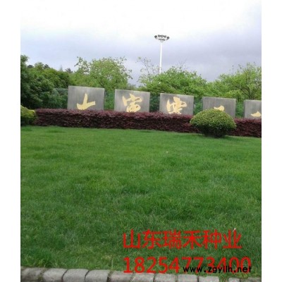 一斤草坪種子能種多少面積