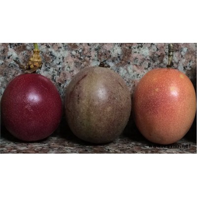 廈門百香果嫁接苗哪里買，廈門黃金百香果嫁接苗