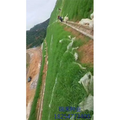 菏澤哪有賣二月蘭種子的狗牙根種子多少錢一斤