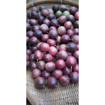 福建哪里買百香果苗，廈門哪里買百香果苗