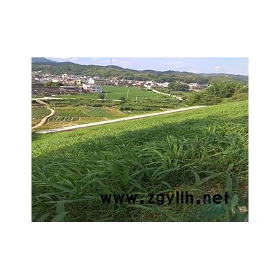 云南地區(qū)高速邊坡綠化常用的草種籽有哪些？