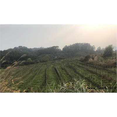 福建廈門百香果種苗，樹苗批發專賣