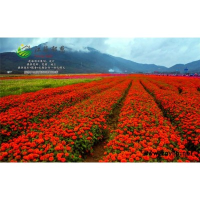 黃芪種子一般多少錢一斤...認證企業