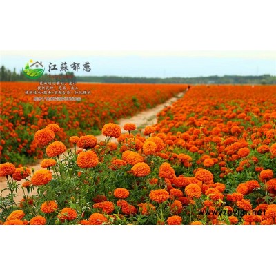 爬山虎種子哪里有賣的...認(rèn)證企業(yè)