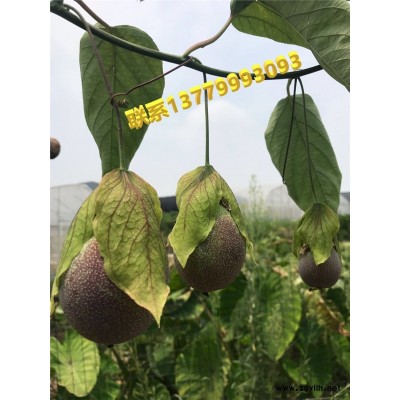 綠皮百香果，荔枝味百香果