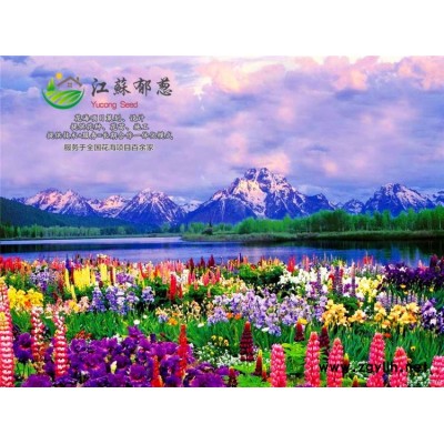 銀合歡種子哪里有賣的...免費試鐘
