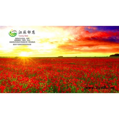 君子蘭種子一般多少錢一斤...免費(fèi)試鐘
