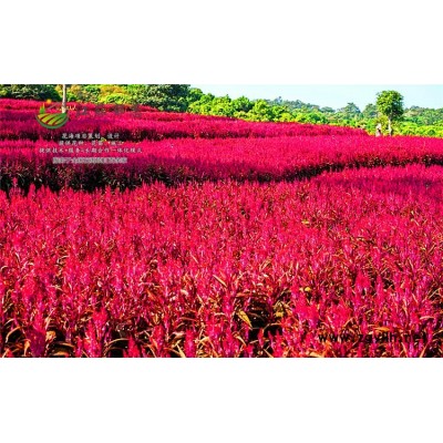 麥稈菊種子-千鳥草種子種植技術方法-認證企業