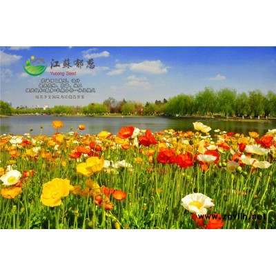 油麥菜種子-剪秋蘿種子種植技術(shù)方法-免費(fèi)試鐘