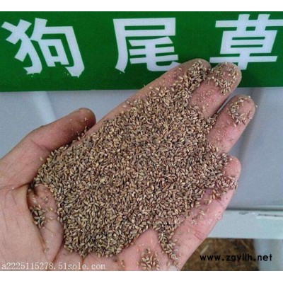 貴州貴陽(yáng)草種批發(fā) 狗尾草|蘆葦|馬蹄金|紅葉地膚 野芒草 產(chǎn)地草種