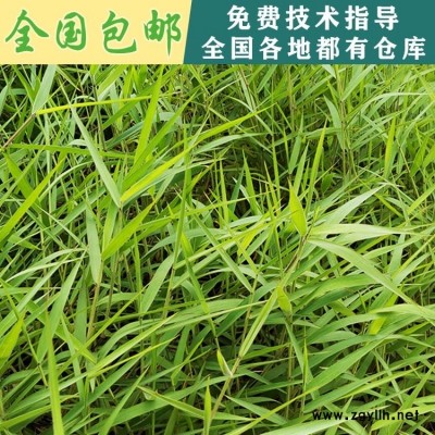 貴州貴陽(yáng)草種批發(fā) 供應(yīng)用于高速邊坡綠化的糖蜜草，貴州糖蜜草，貴陽(yáng)糖蜜草種子批發(fā)