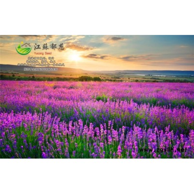 紅花老鶴草種子哪里有賣的...認證企業