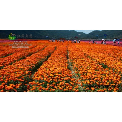 橡膠樹種子哪里有賣的...認(rèn)證企業(yè)