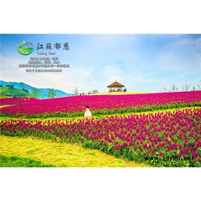 五角楓種子價格...高發芽率