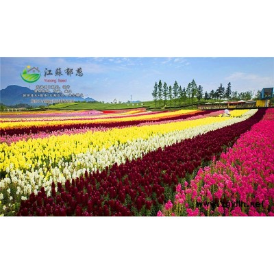 蔬菜種子價(jià)格...高發(fā)芽率