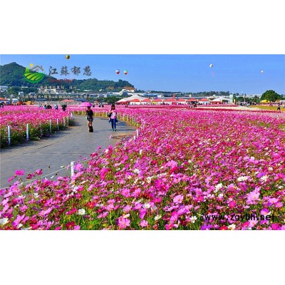 木芙蓉種子-垂絲海棠種子種植技術方法-認證企業(yè)
