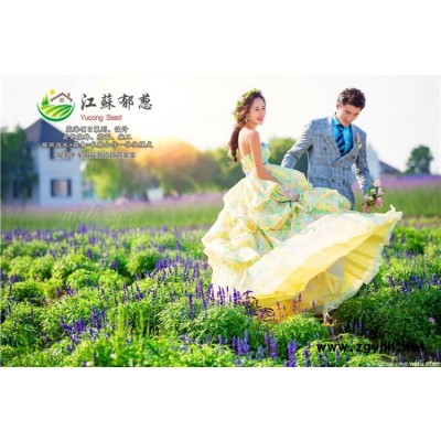 茺蔚子種子-紅玫瑰種子價格-高發(fā)芽率