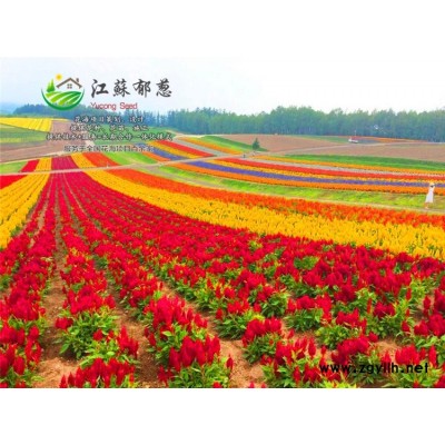 常青藤種子-香囊草種子種植技術方法-認證企業(yè)