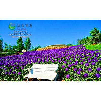馬蘭花種子種植技術方法...高發芽率