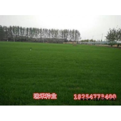 適合廣東地區的護坡草種子有什么品種