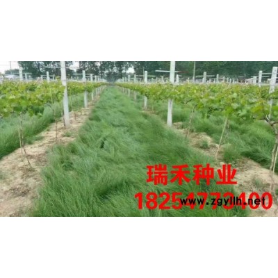 一畝草坪需要多少克草籽