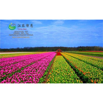 觀賞花卉種子哪里有賣的...認證企業