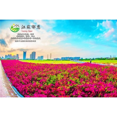 烏桕種子一般多少錢一斤...高發(fā)芽率