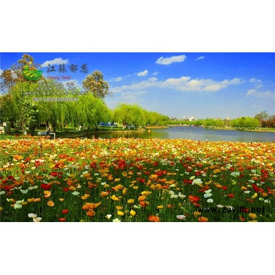 春黃菊種子種植技術(shù)方法...免費試鐘
