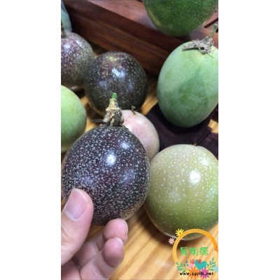 天鉆星百香果好吃量產嗎